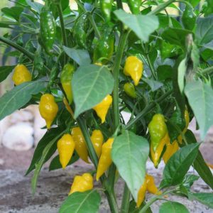 Čili aitrioji paprika vazone Habanero Limon